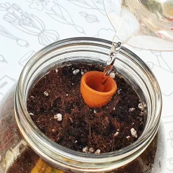 New Kit de cultivo de tomate Cherry orgánico para interior Steam